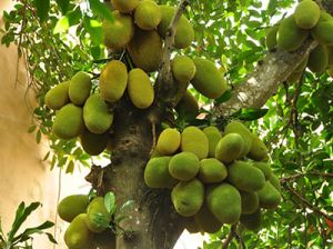 Tên sản phẩm cây xanh